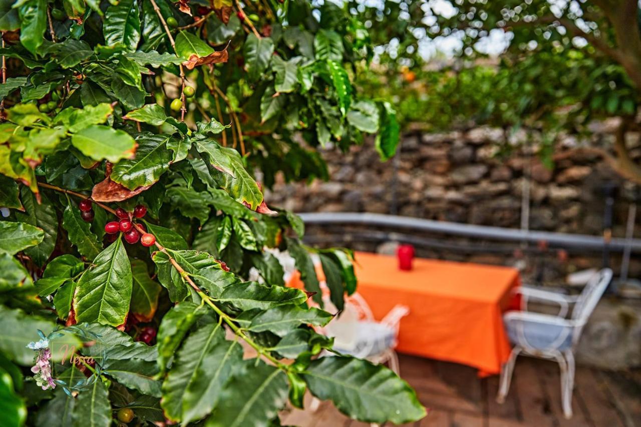 Finca Oasis Fataga Maspalomas  Exterior photo